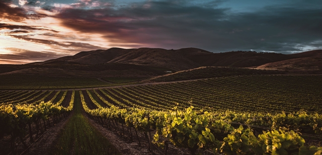 Champ de vignes