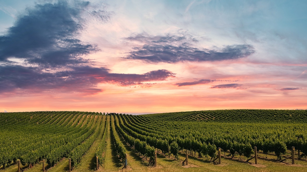 Champ de vignes