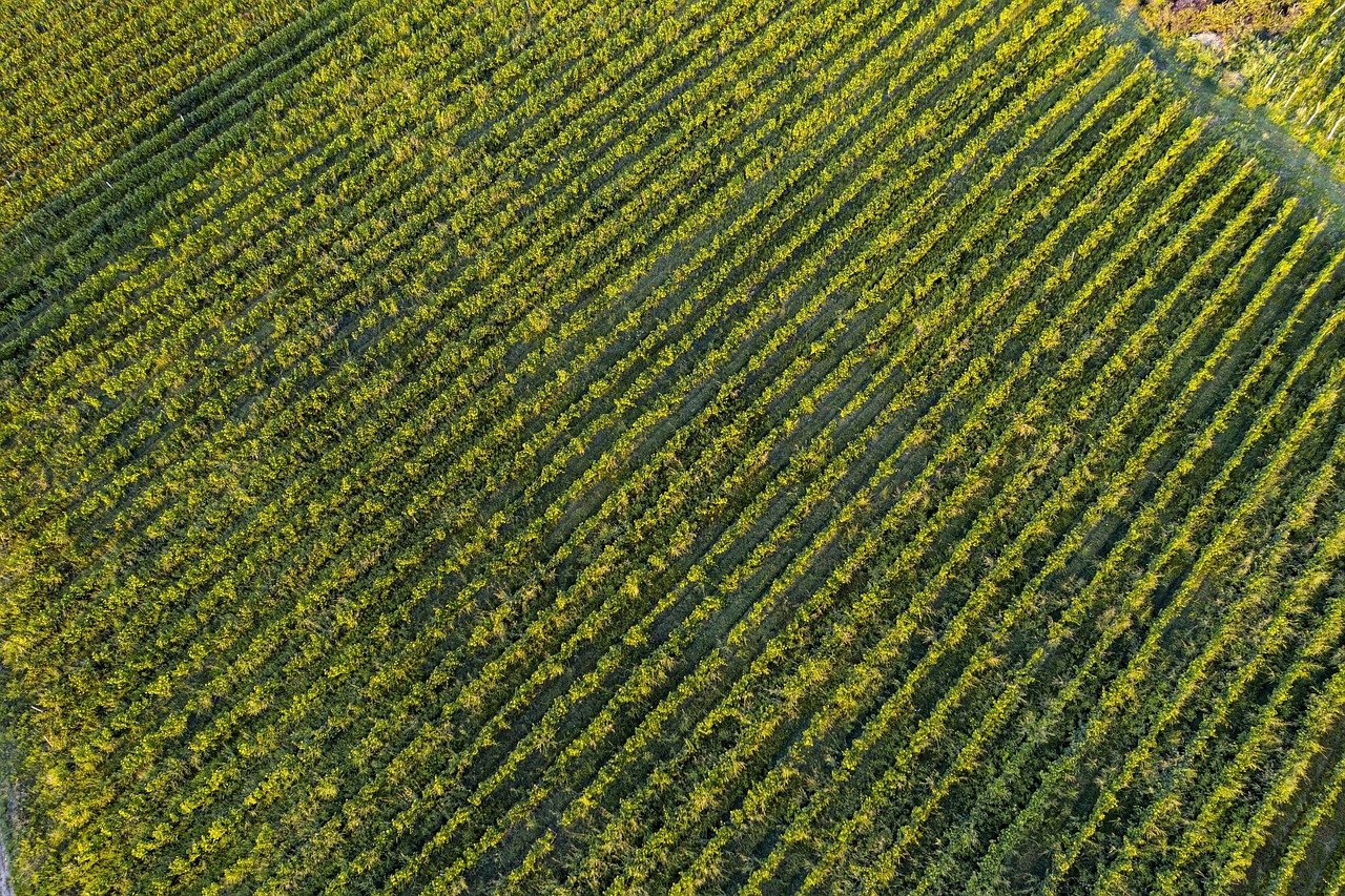 Vignoble vue de haut