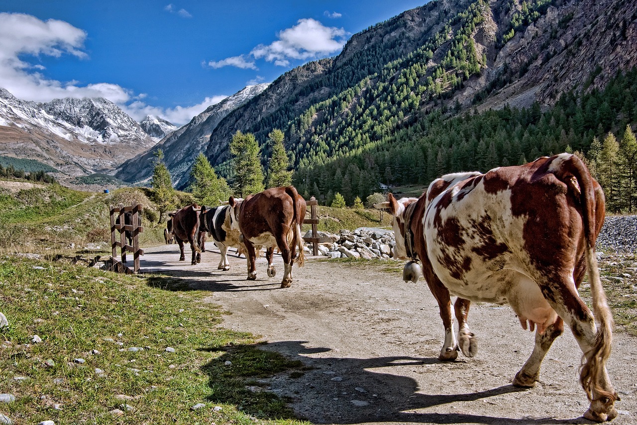 Paysage avec vaches