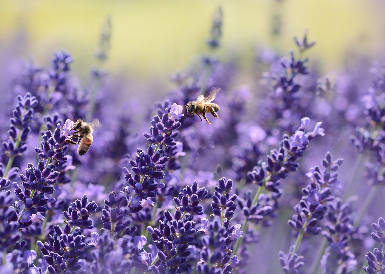 lavandes avec abeilles