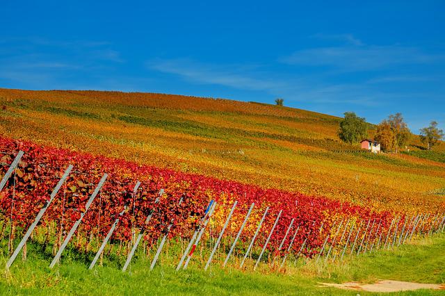 vignes