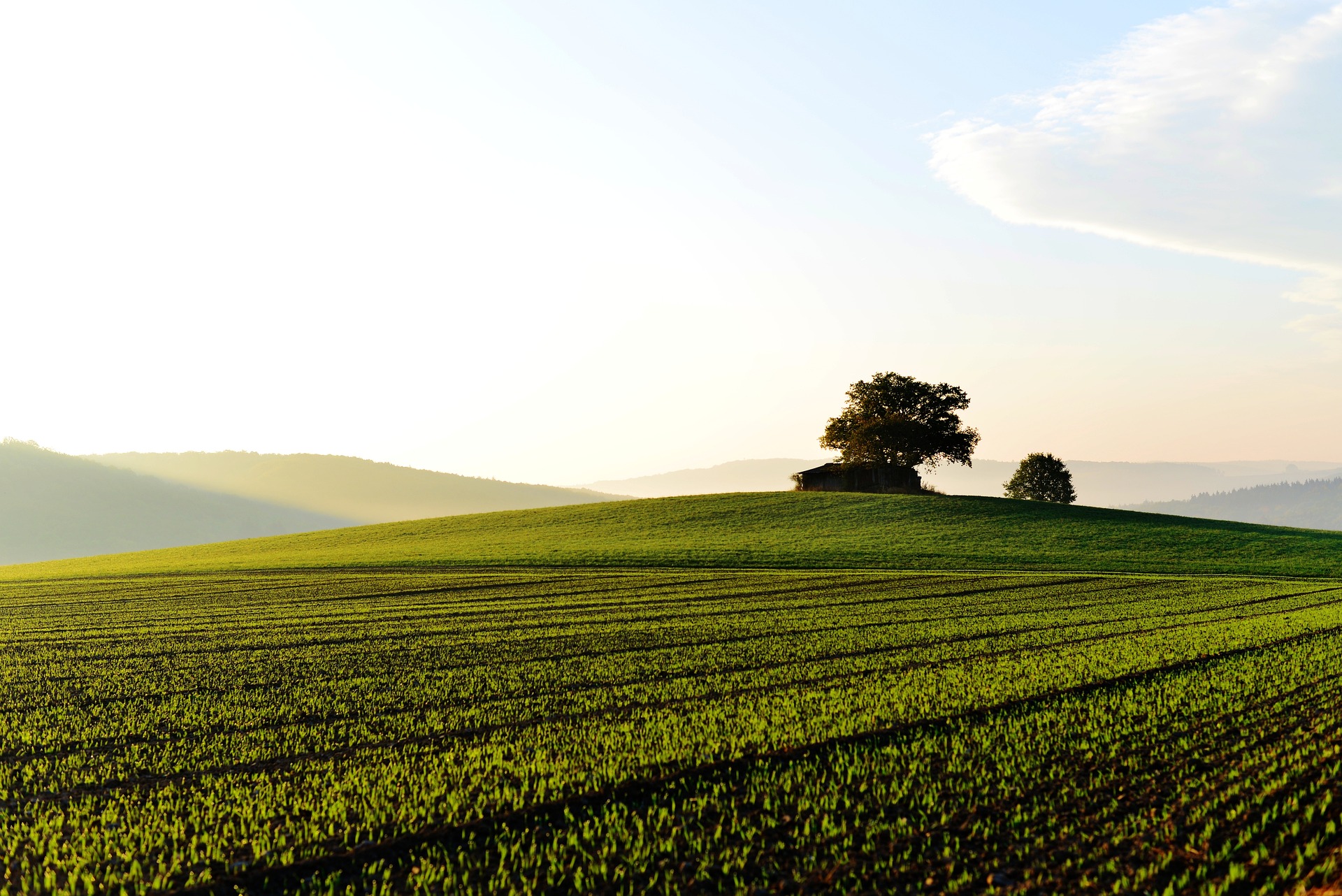 paysage rural champs et arbre