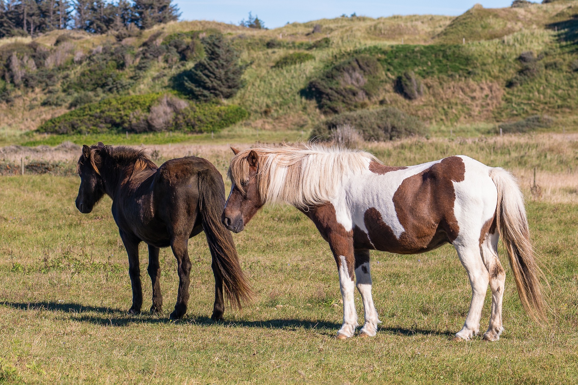 chevaux champs