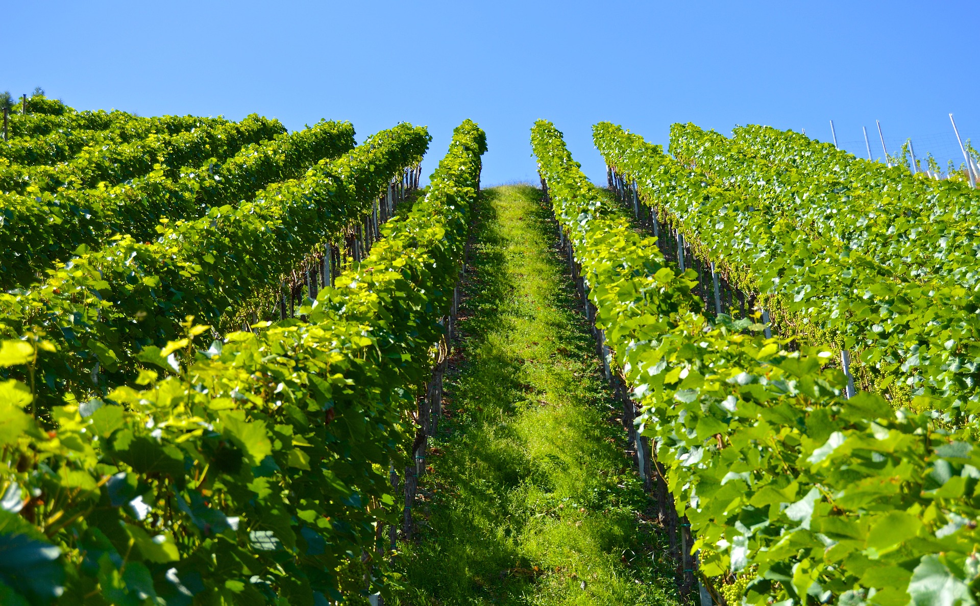 Champ de vignes