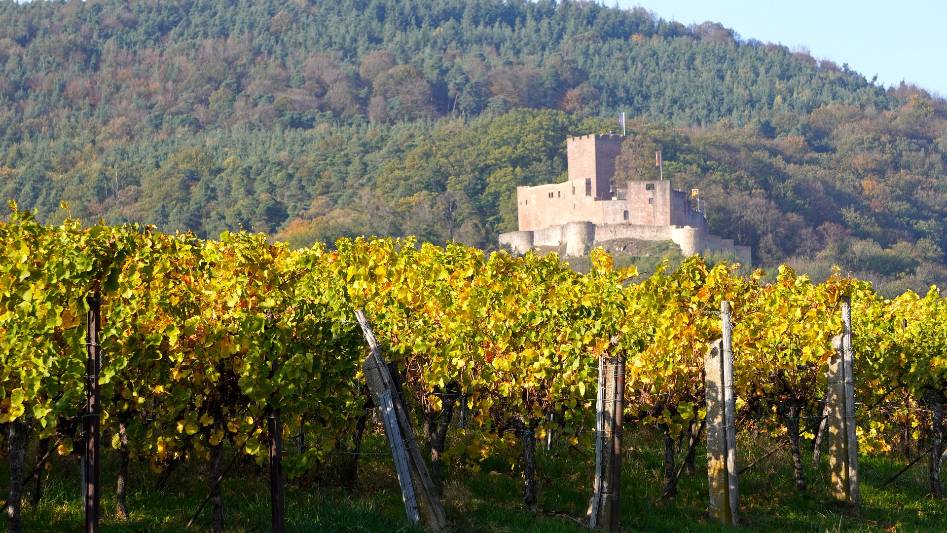 chateau vignoble