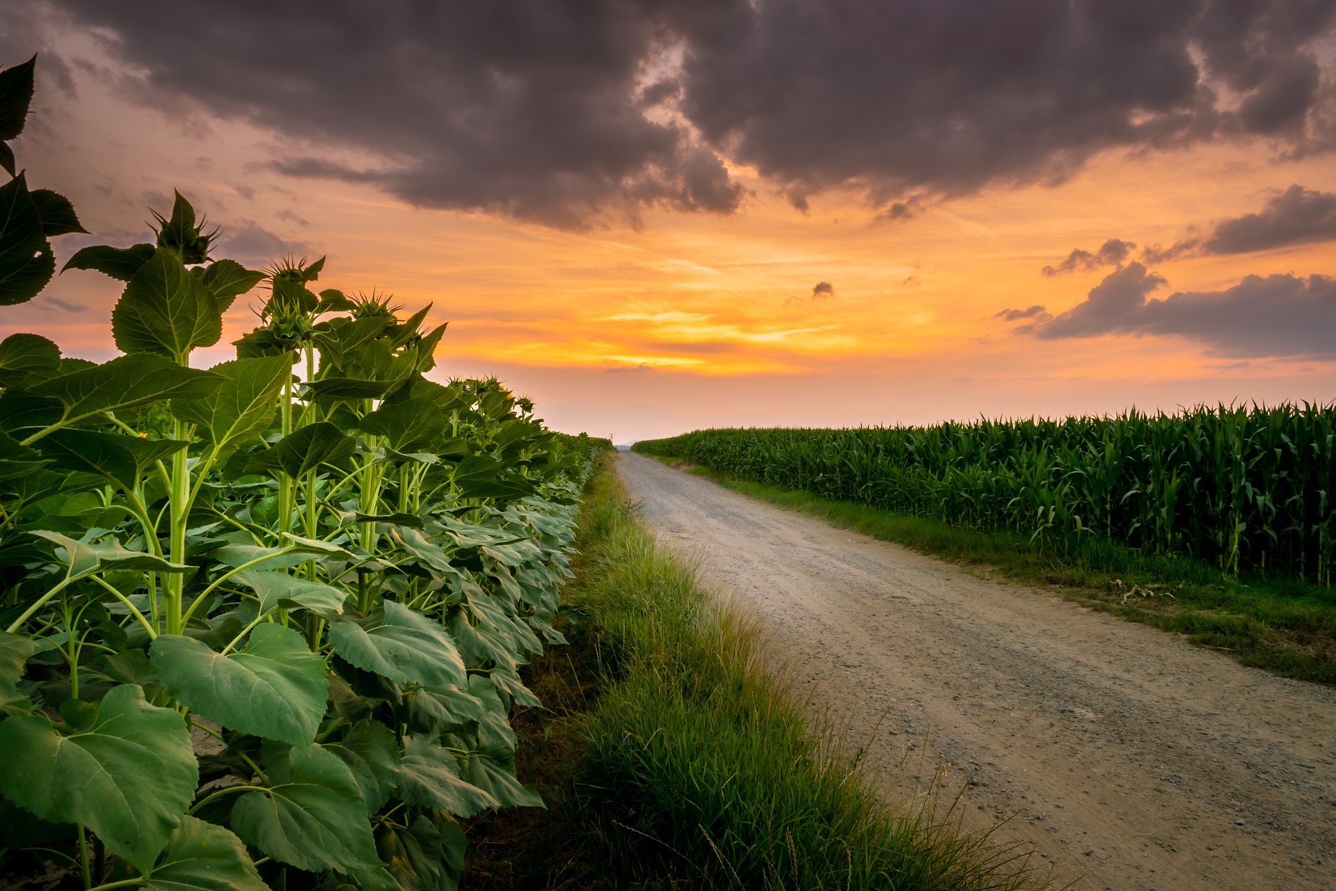 champs agricole avec coucher de soleil