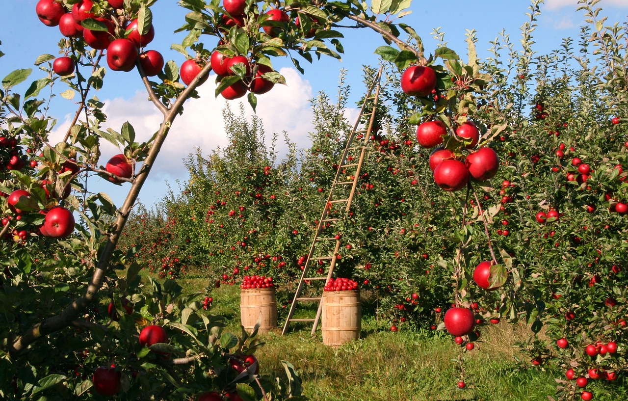 Fruit trees