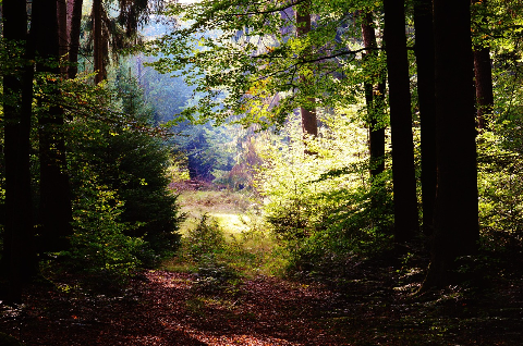 Prix des forêts : massif forestier français