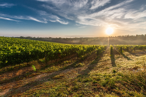 Vignes en France : rangs de vigne d'un vignoble