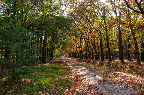 Forêt en France : peuplement forestier à l'automne