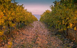 Prix des vignes : parcelle viticole en France