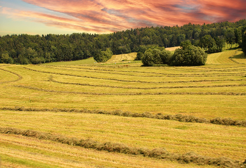 Terres agricoles en France : parcelles cultivées
