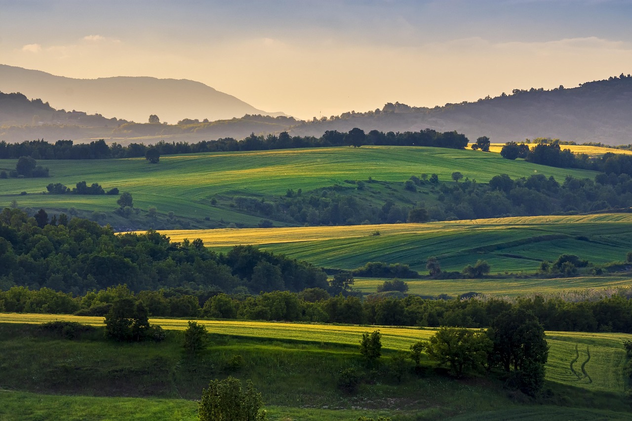 Champs de blé doré dans la campagne française