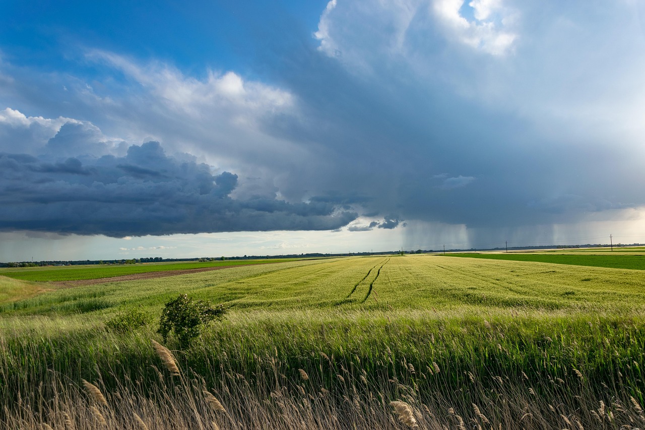 Champ de blé sous un ciel d'orage en France