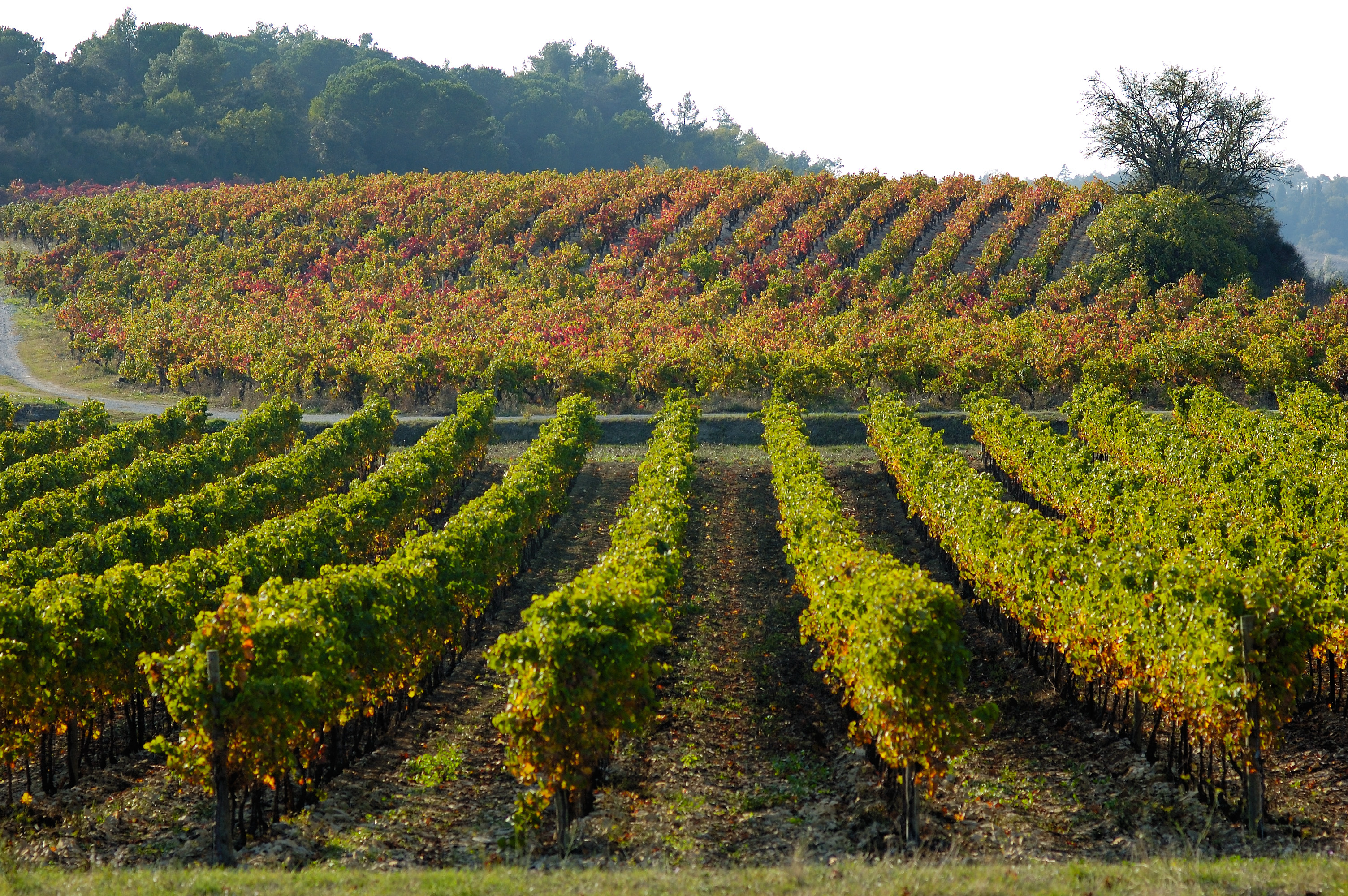 Photos 1 - Vineyard - Parts de vignobles à Bordeaux à partir de 1300€ et jusqu'à 2500€