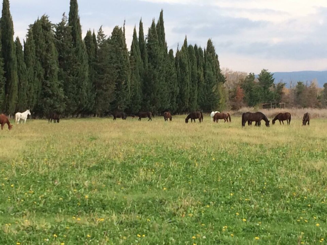 Photos 5 - Equestrian - Exceptional – Equestrian estate of 25 hectares in Provence