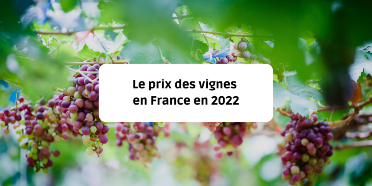 The price of vines in France in 2022