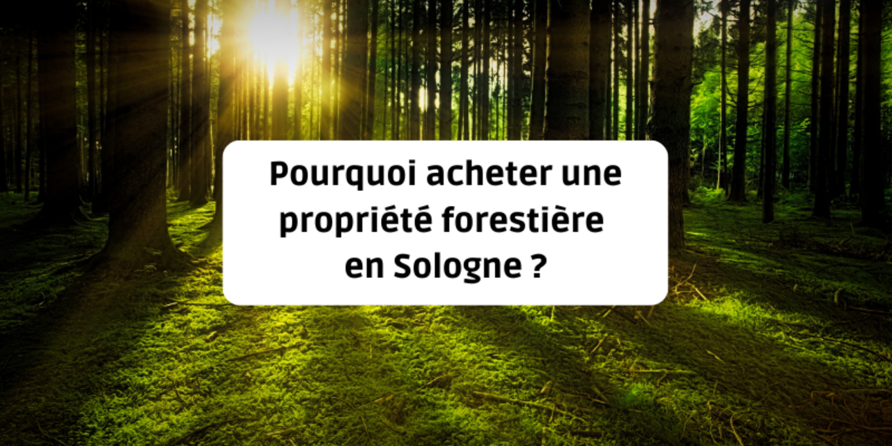 Why buy a forest property in Sologne ?