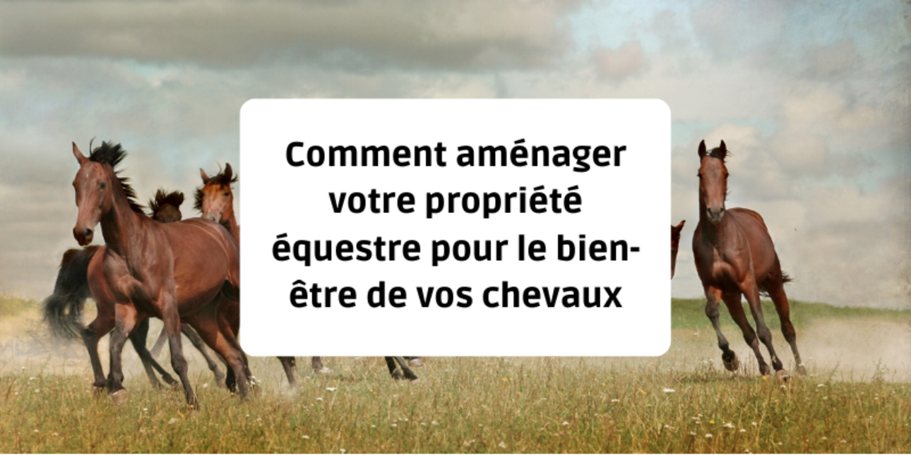 Comment aménager votre propriété équestre pour améliorer le bien-être de vos chevaux