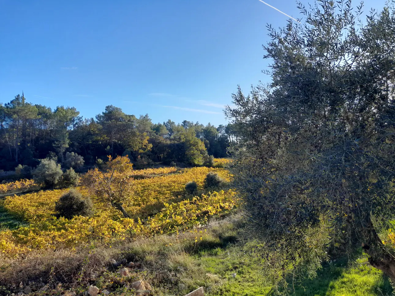 Photos 2 - Viticole - Domaine viticole dans le Var