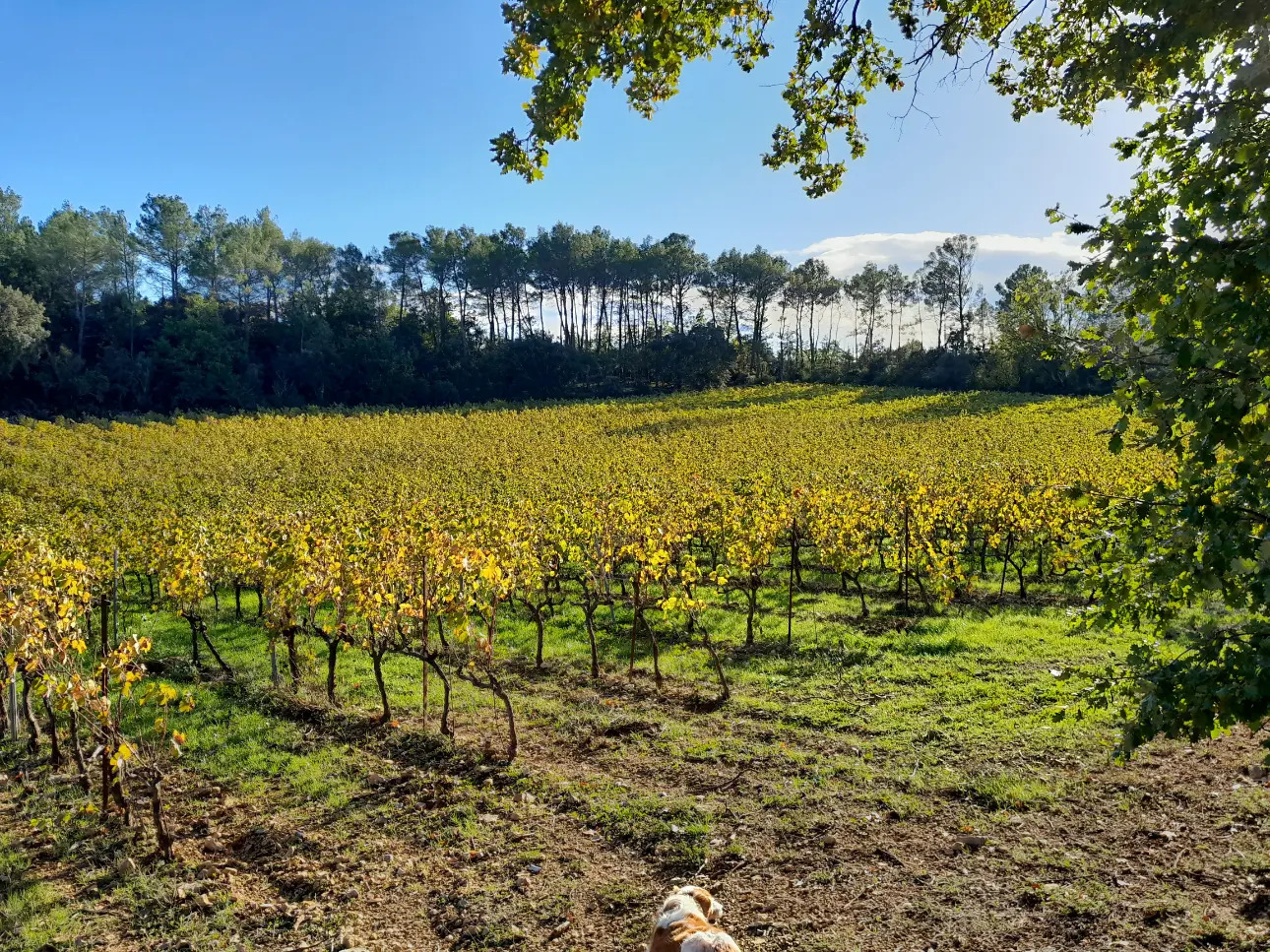 Photos 3 - Viticole - Domaine viticole dans le Var