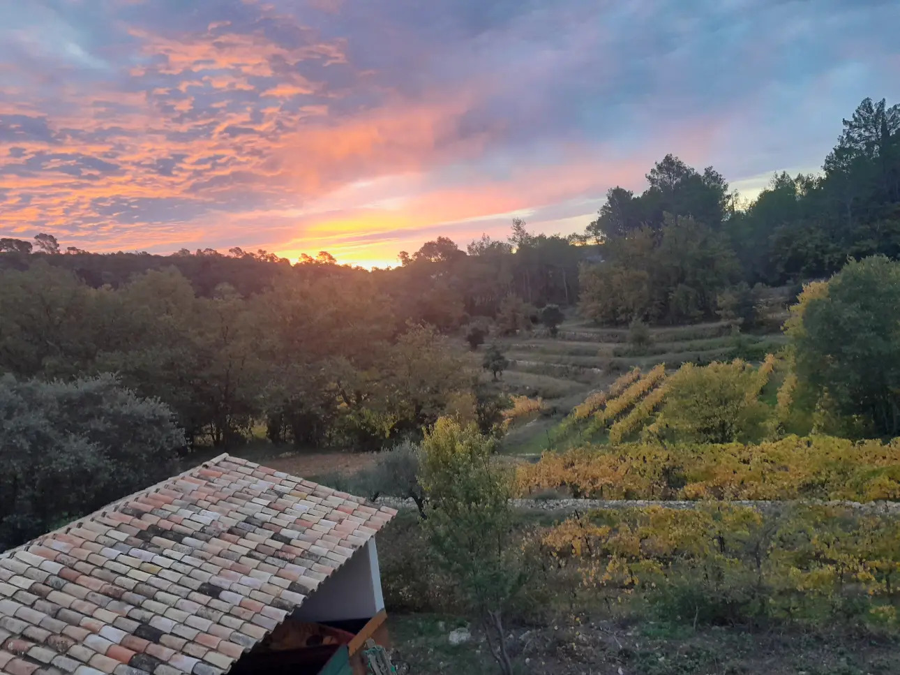 Photos 7 - Viticole - Domaine viticole dans le Var