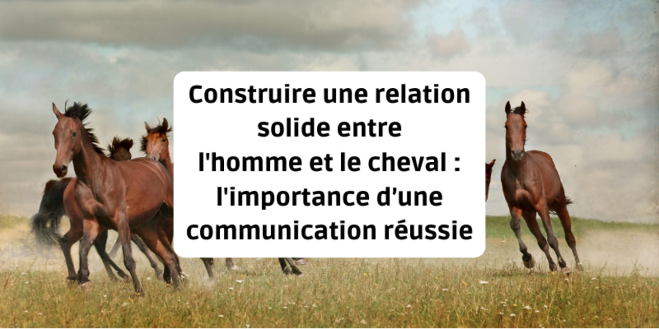 Construire une relation solide entre l'homme et le cheval : l'importance d’une communication réussie