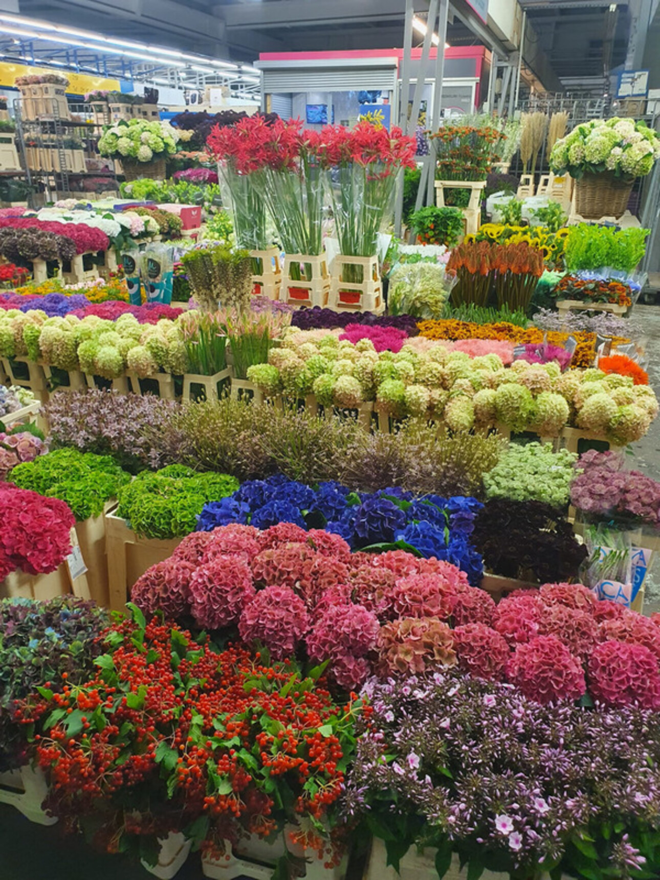 Photos 3 - Agricultural - BASTIA : vente FDC GROSSISTE FLEURS ET PLANTES
