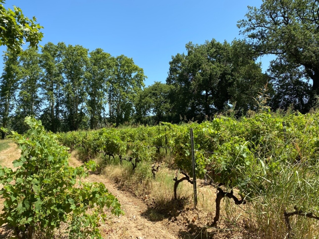 Photos 40 - Prestige - Dpt Gard (30), à vendre dans le Gard, propriété viticole en AOP Côtes du Rhône sur 25 hectares avec Château du XVème siècle