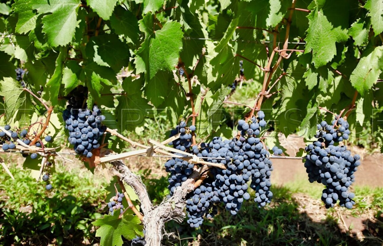 Photos 5 - Prestige - LOT DOMAINE VITICOLE AOC CAHORS 19 HA