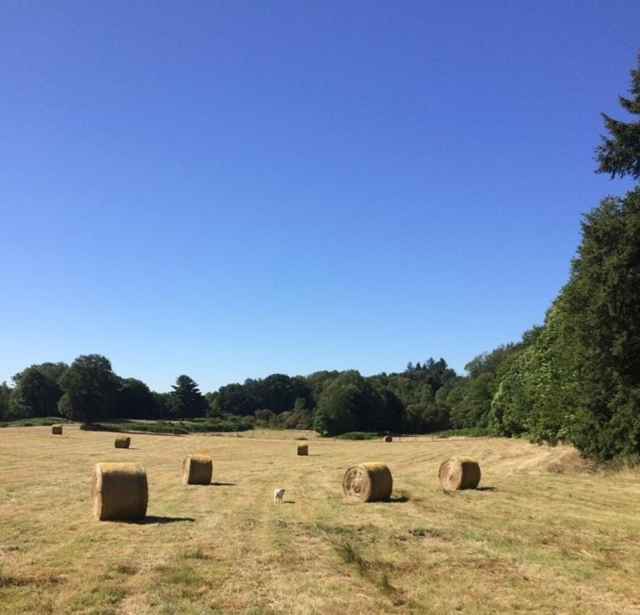 Photos 4 - Agricultural - Farm with outbuildings