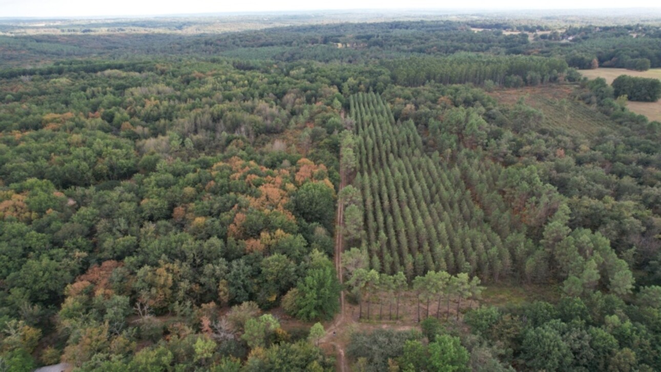 Photos 1 - Forestière - A VENDRE - Terrains forestiers de plus d'1ha à LUE (40)