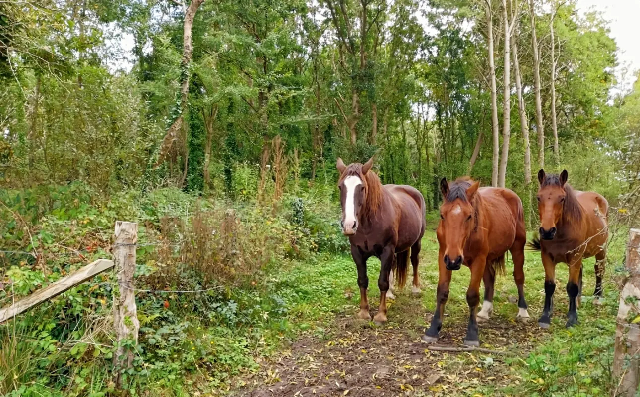 Photos 11 - Equestrian - Très jolie maison de famille à double vocation équestre et tourisme