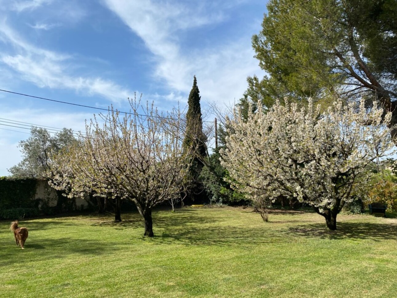 Photos 6 - Prestigious - Dpt Vaucluse (84), for sale MAZAN property with Mas of almost 300 m2, landscaped garden, swimming po
