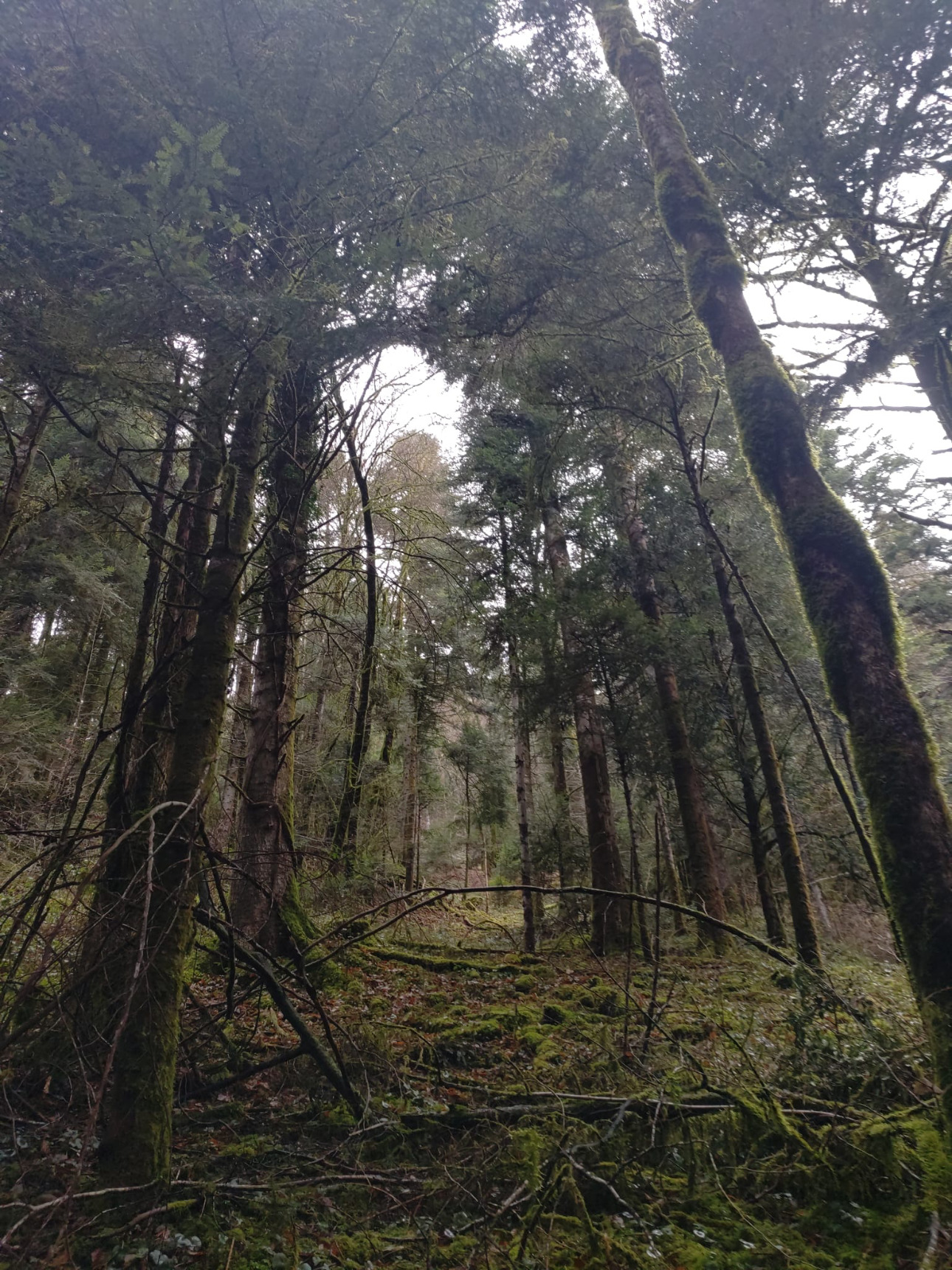 Photos 6 - Forest - Forêt de résineux dans le Jura