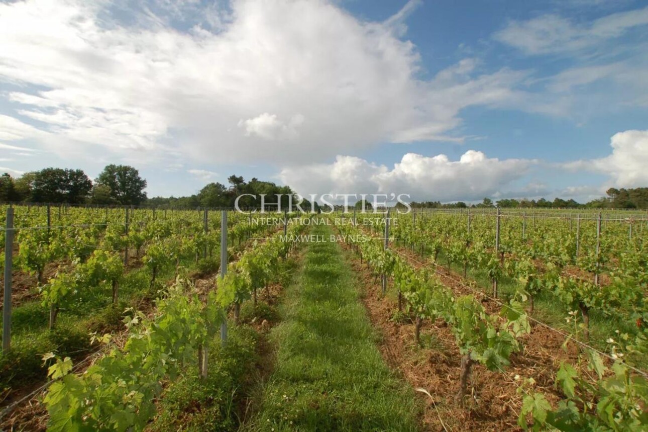 Photos 13 - Viticole - A vendre - Vignoble en AOC Pécharmant et Rosette