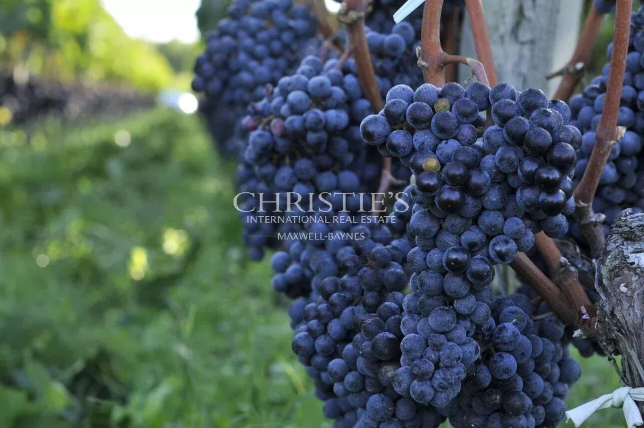 Photos 1 - Viticole - Domaine viticole - satellite de Saint-Emilion d'environ 17 ha