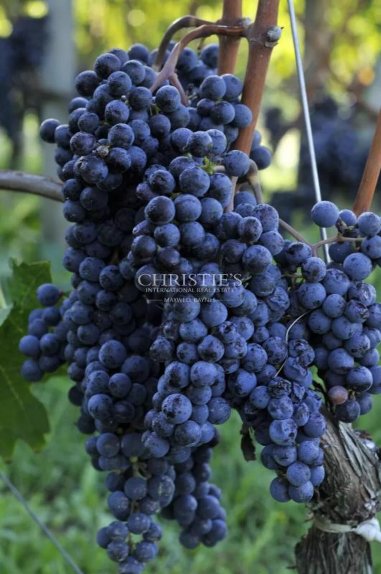 Photos 9 - Prestigious - For sale Entre-Deux-Mers very attractive vineyard estate with excellent terroir, quality wines and b
