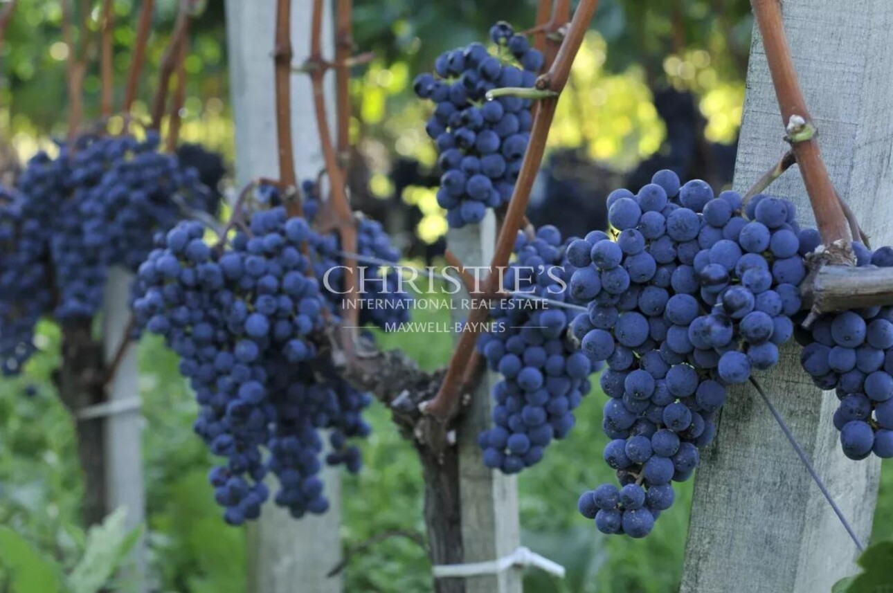 Photos 24 - Vineyard - Bordeaux family vineyard estate for sale with a spacious vineyard, charming residence, gîte and farm