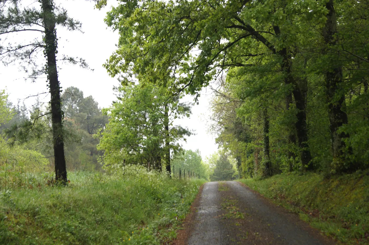 Photos 4 - Agricole - jolie maison avec batiments et 9500 m2 terrain boisé