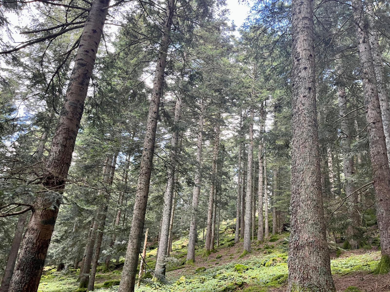 Photos 1 - Forest - Cashflow dès la première année – Sapinière de 32 ha dans le Pilat -Loire