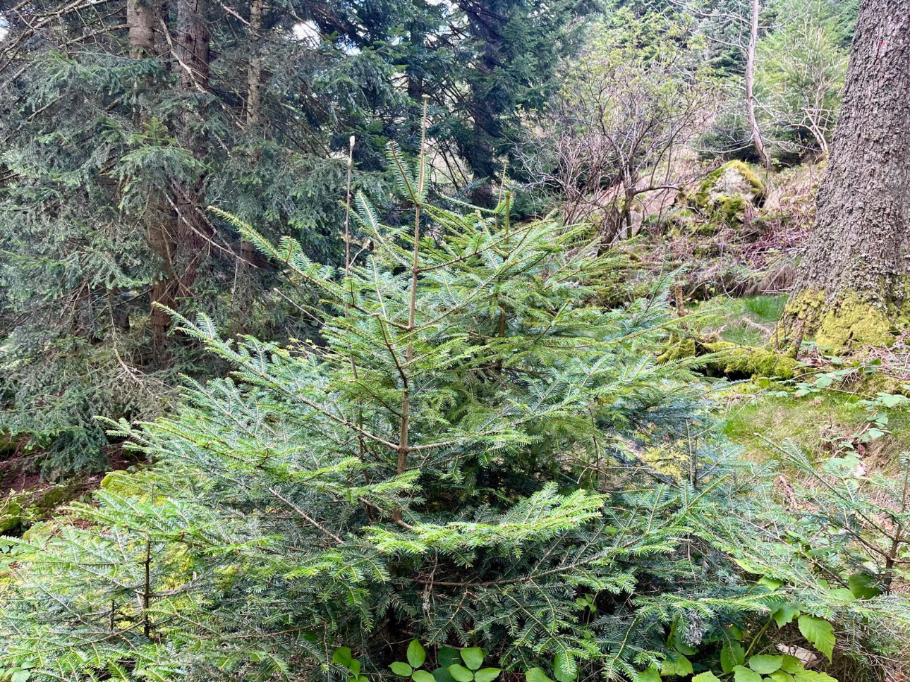 Photos 2 - Forest - Cashflow dès la première année – Sapinière de 32 ha dans le Pilat -Loire