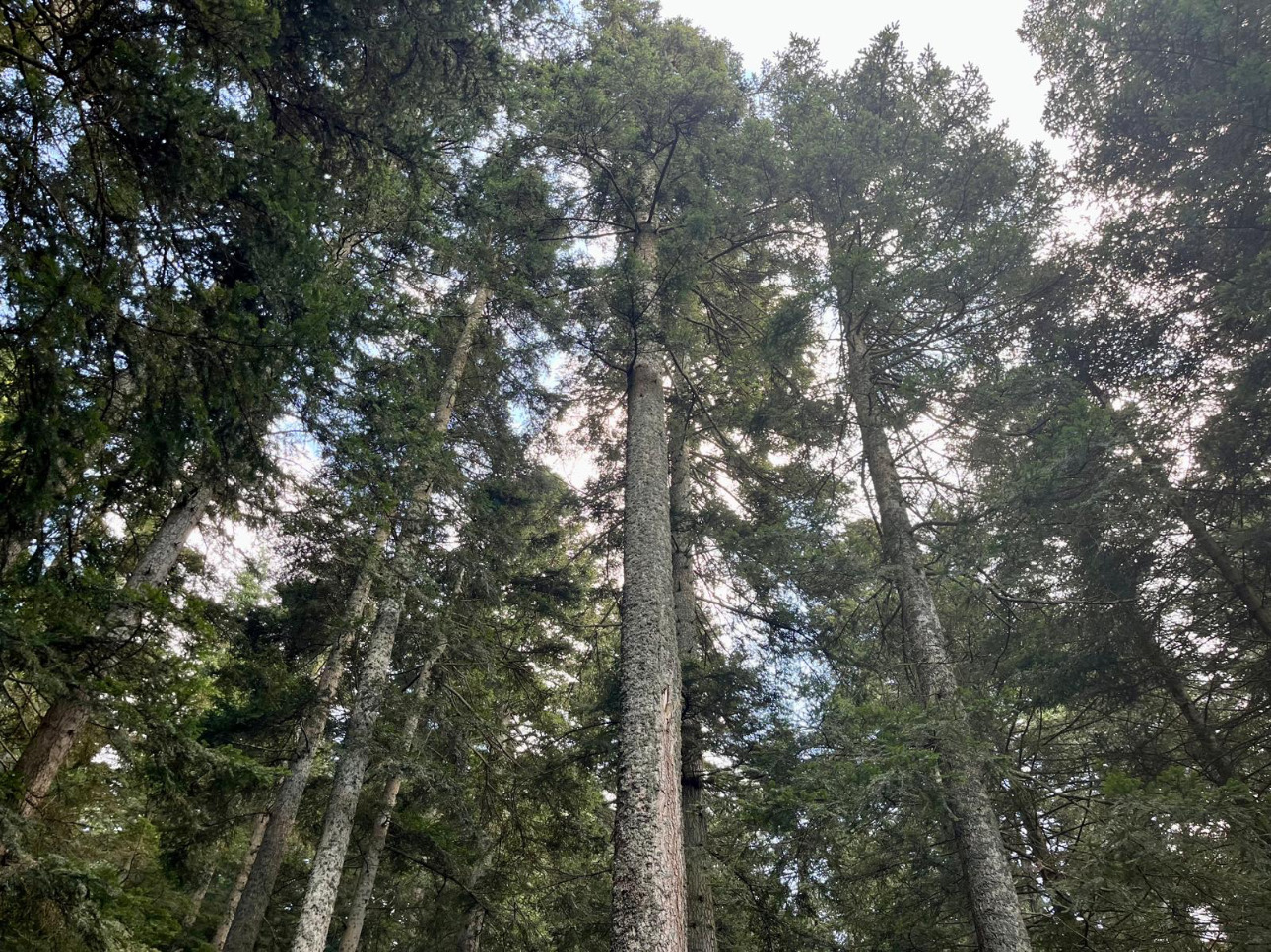 Photos 3 - Forest - Cashflow dès la première année – Sapinière de 32 ha dans le Pilat -Loire