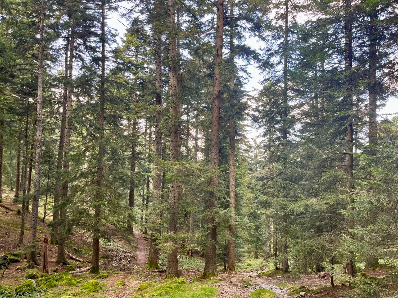 Photos 6 - Forest - Cashflow dès la première année – Sapinière de 32 ha dans le Pilat -Loire