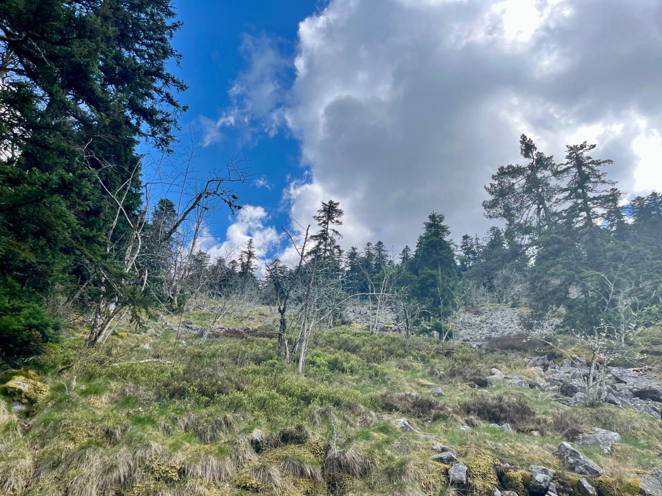 Photos 7 - Forest - Cashflow dès la première année – Sapinière de 32 ha dans le Pilat -Loire
