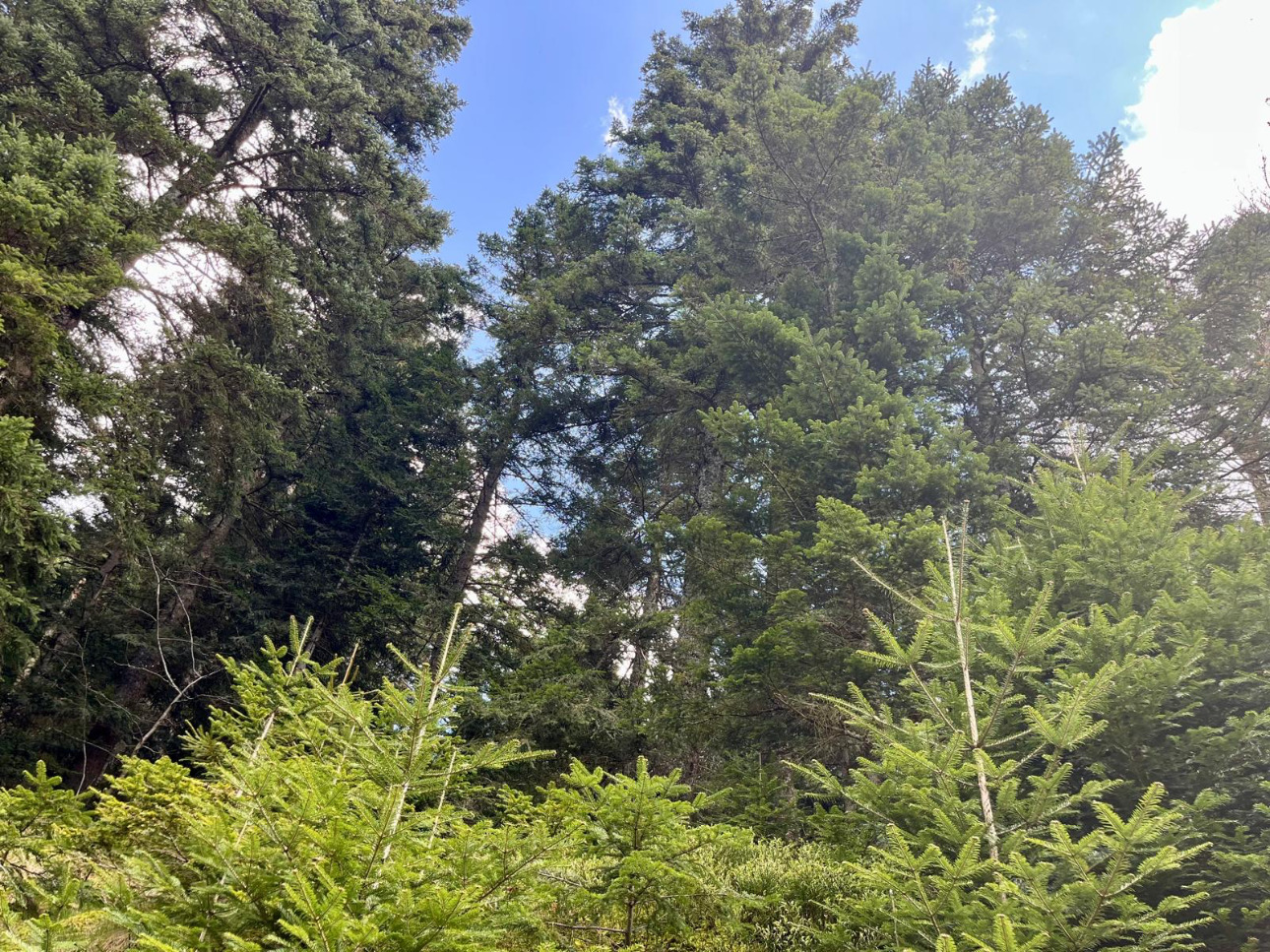 Photos 9 - Forest - Cashflow dès la première année – Sapinière de 32 ha dans le Pilat -Loire
