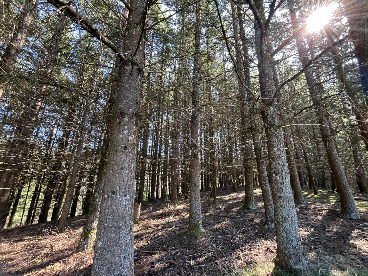 Photos 1 - Forest - Forêt de douglas à fort potentiel dans la Loire