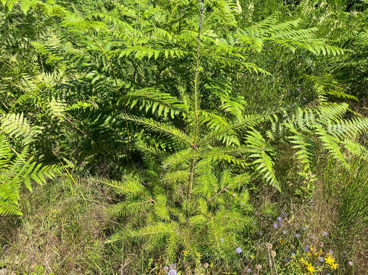Photos 2 - Forest - Forêt de douglas à fort potentiel dans la Loire