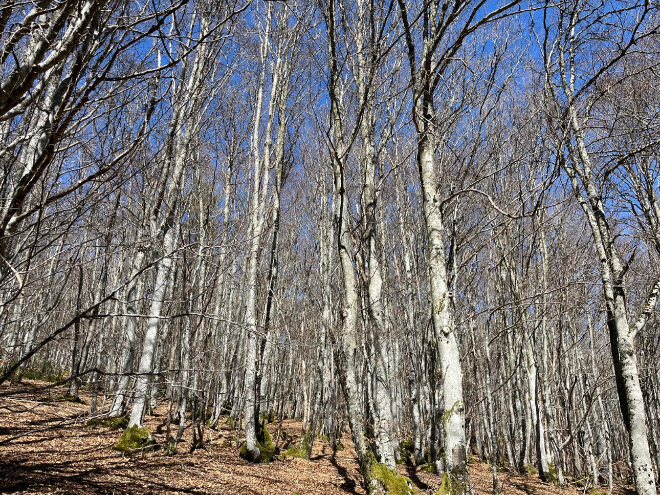 Photos 3 - Forest - Forêt de douglas à fort potentiel dans la Loire